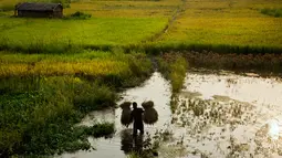 Seorang petani membawa padi yang dipanen di sawah di pinggiran Gauhati, India, Senin (27/5/2019). Lebih dari 70 persen penduduk India yang berjumlah 1,25 miliar terlibat dalam pertanian. (AP Photo/Anupam Nath)