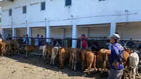 Ratusan ekor sapi diperjual belikan di pasar hewan Glenmor Banyuwangi (Istimewa)