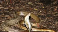 Ilustrasi mimpi digigit ular kobra/Copyright unsplash.com/Avinash Uppuluri