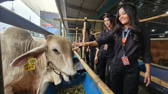 Mal Hewan Kurban H Doni, menampilkan SPG bernuansa pramugari untuk menarik minat pembeli hewan kurban di Kota Depok.