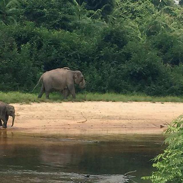 60 Persen Kawasan Taman Nasional Tesso Nilo Dijajah Pendatang Regional Liputan6 Com