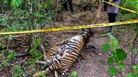 Dua ekor harimau sumatra dilaporkan mati di sekitar kawasan lahan sebuah perusahaan kelapa sawit di Aceh Timur, Minggu (24/4/2022) (Liputan6.com/Ist)