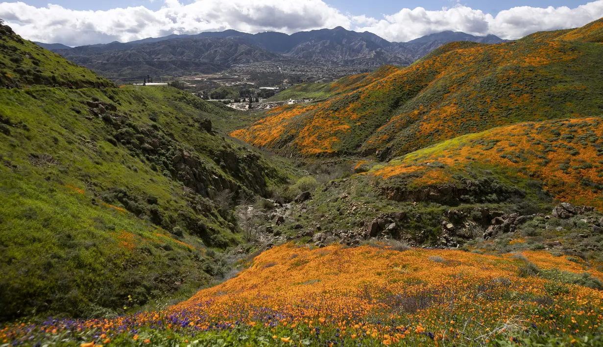 Pemandangan bunga poppy yang mekar di Danau Elsinore, California pada 8 Maret 2019. Puncak mekarnya bunga-bunga ini biasanya terjadi di pertengahan Februari hingga akhir bulan Maret. (Photo by Maro SIRANOSIAN / AFP)