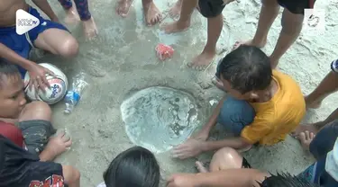 Warga DKI dihebohkan dengan kemunculan ubur-ubur di pantai Ancol. Bukannya menjauhi ubur-ubur, warga justru menangkap ubur-ubur dan dimainkan oleh anak-anak.