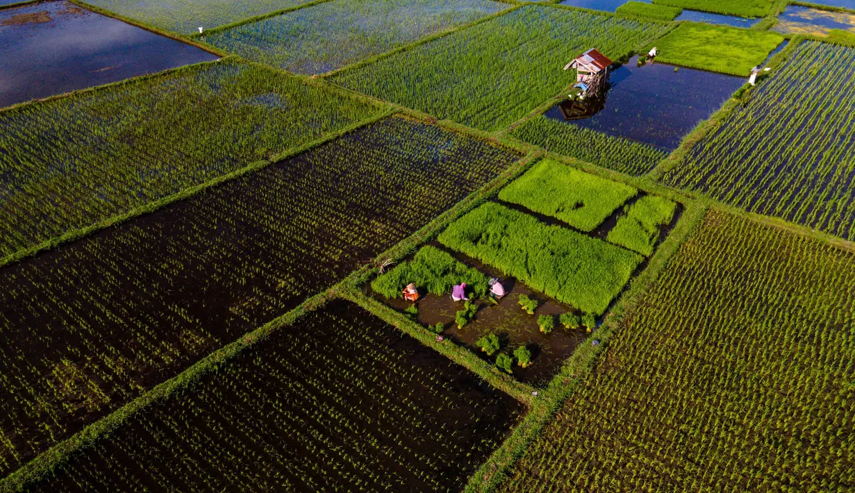 Untuk diketahui, pada 2025, luas panen padi di Provinsi Aceh diperkirakan mencapai 307,29 ribu hektare. Tampak foto udara memperlihatkan para petani menarik bibit padi untuk ditanam di sawah di Lhoknga, Provinsi Aceh, pada Kamis 20 November 2025. (CHAIDEER MAHYUDDIN/AFP)