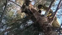 Singa gunung terjebak di pohon. (California Department of Fish and Wildlife)