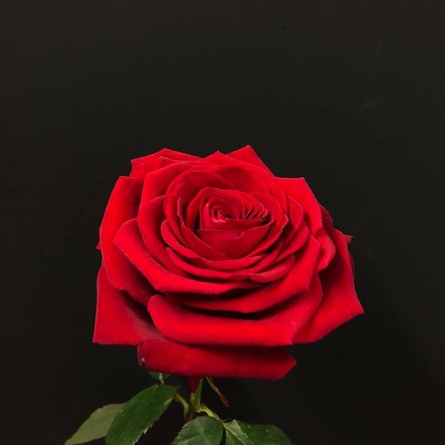 Daftar Harga Bunga Mawar Merah Bulan November 2021 Terbaru