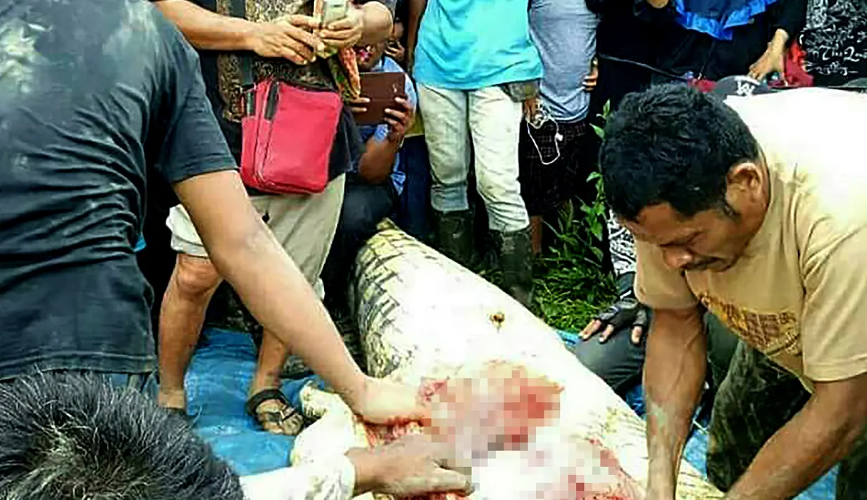 Petugas membedah tubuh seekor buaya karena diduga menerkam seorang warga di Desa Marukangan, Kalimantan Timur, Jumat (2/3). Setelah dibedah, ditemukan potongan kaki kiri, tangan kiri, serta siku tangan kiri di dalam perut buaya tersebut. (AFP PHOTO/str)