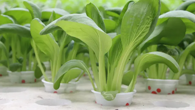 hidroponik rakit apung