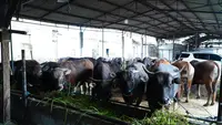 Pemasok Daging Nakal Bakal Kena Sanksi Cabut Izin