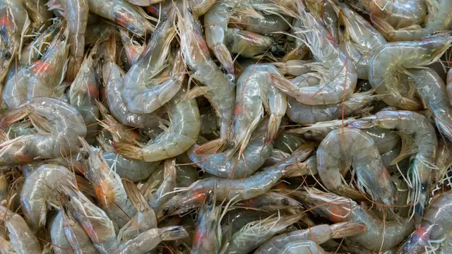 Ilustrasi udang