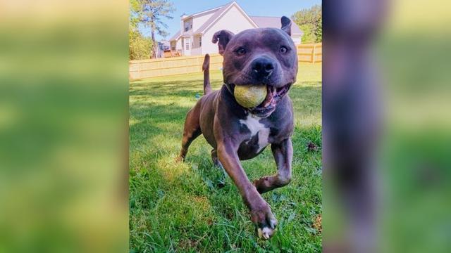 Hugo, anak anjing yang memiliki swimmer puppy syndrome.