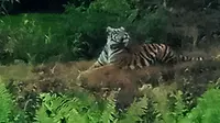Harimau yang menyerang karyawati kebun sawit sempat menampakkan diri tepat di depan warga yang mencuci beberapa waktu lalu. (Liputan6.com/M Syukur)
