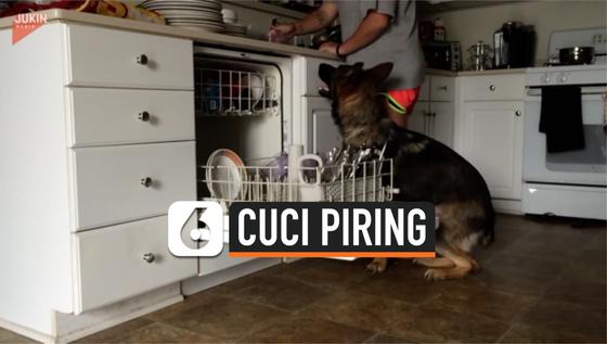 VIDEO: Viral Anjing Gembala Jerman Bantu Majikan Cuci Piring