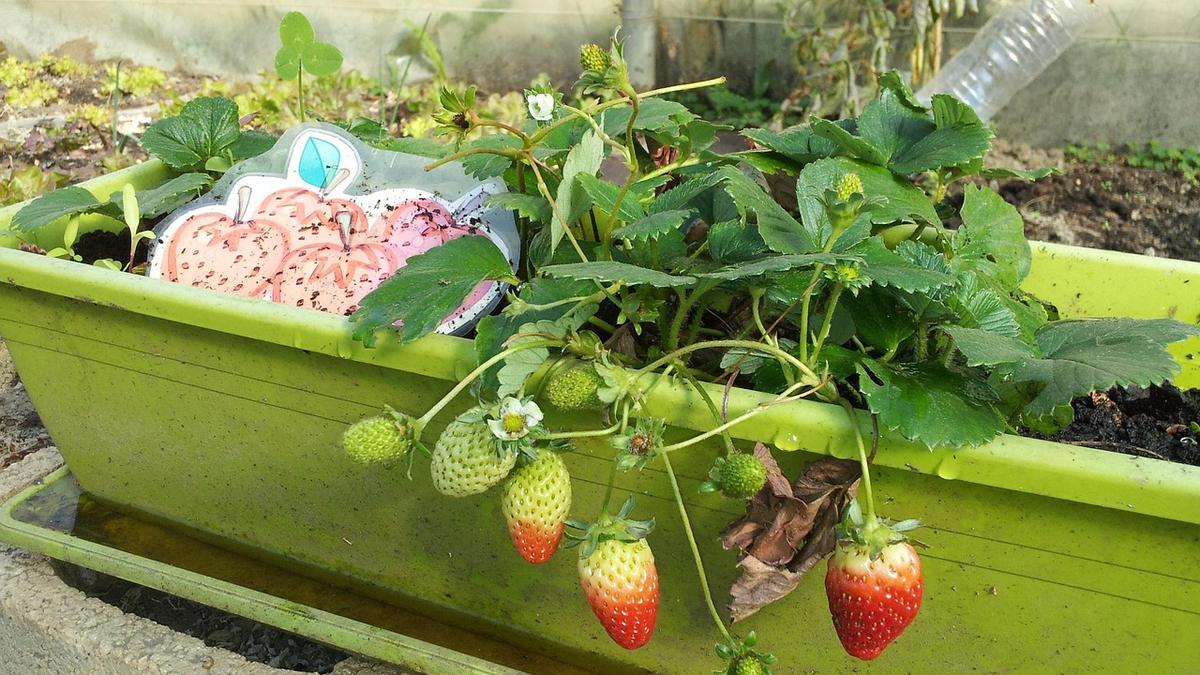 15 Tanaman Urban Farming Paling Mudah untuk Pemula, Cocok Dicoba di Rumah