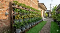 7 Inspirasi Kebun Buah Mini Sepanjang Tembok Samping Rumah Sempit, Maksimalkan Lahan Terbatas