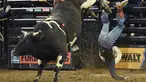 Penunggang Banteng Profesional, Cody Hefferman terjatuh saat menunggangi Kookaburra di Built Ford Tough Series Monster Energy Buck Off di Madison Square Garden, New York, AS, Jumat (6/1). (AFP PHOTO / TIMOTHY A. Clary)