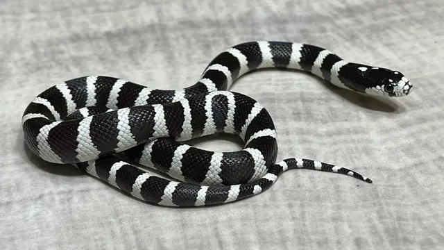 California King Snake