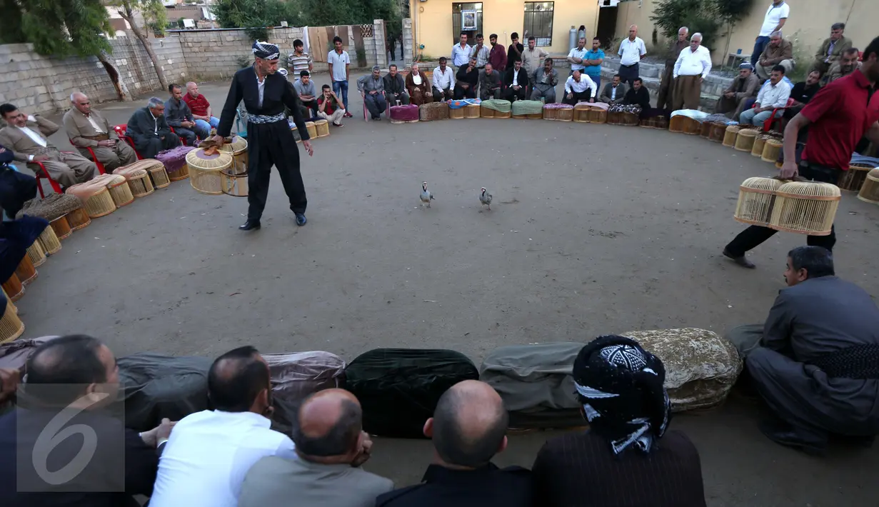 Suasana serunya pertarungan burung partridge (chukar) saat diadu dalam pertarungan tradisional di Erbil, Irak (13/5). Pertarungan burung yang sering berdiam di tanah ini telah digemari sejak puluhan tahun lalu. (AFP PHOTO/Safin Hamed)