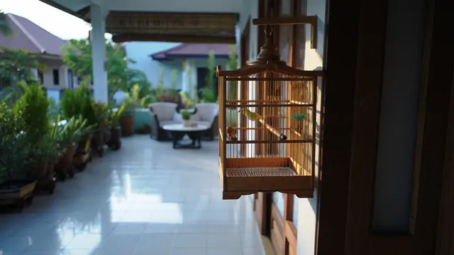 Solusi Teras Rumah Tetap Bersih Meski Ada Kandang Burung (Foto: Reve Art AI)