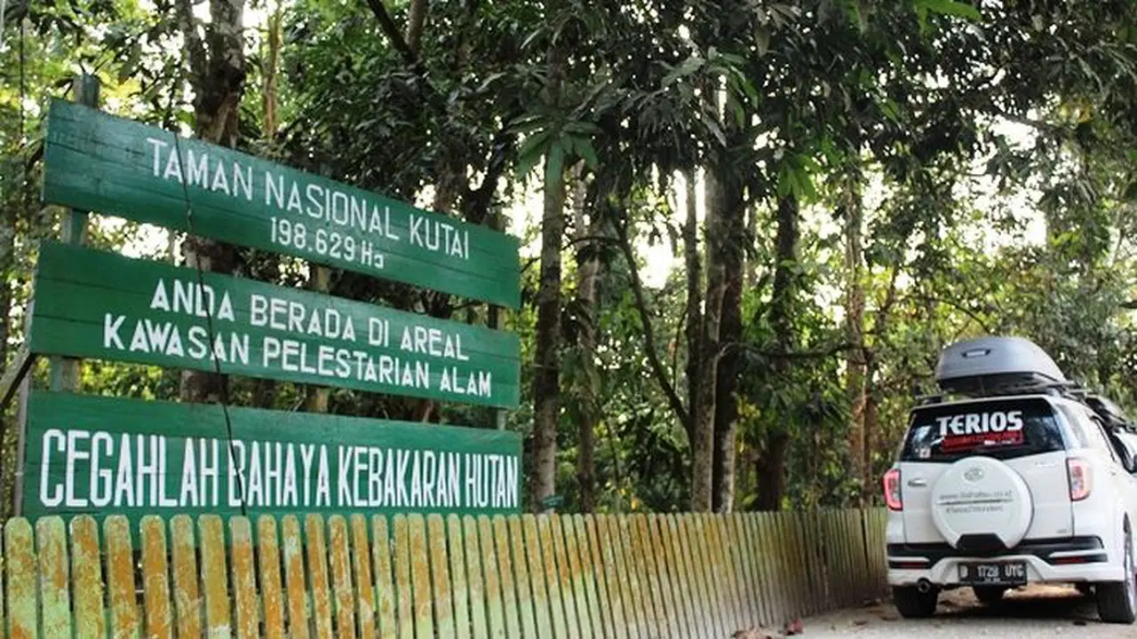 Terpukau Pohon Raksasa di Borneo