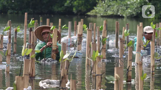 Melihat Kawasan Konservasi Alam Mangrove di Angke