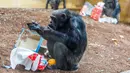 Seekor simpanse membuka kado hadiah Natal berisi buah dan kacang yang diberikan pihak kebun binatang di Hanover, Jerman, Selasa (19/12). Beragam reaksi muncul saat binatang penghuni kebun binatang itu menerima kado. (PHILIPP VON DITFURTH/DPA /AFP)
