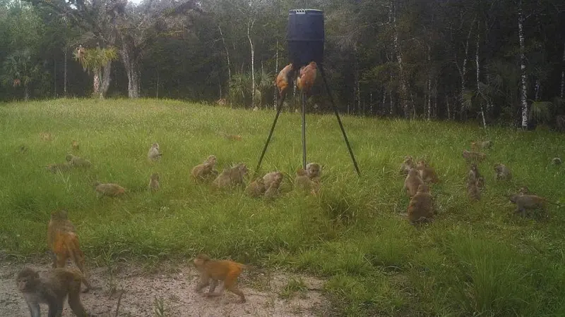 Monyet-monyet di sebuah taman Florida. (AP)