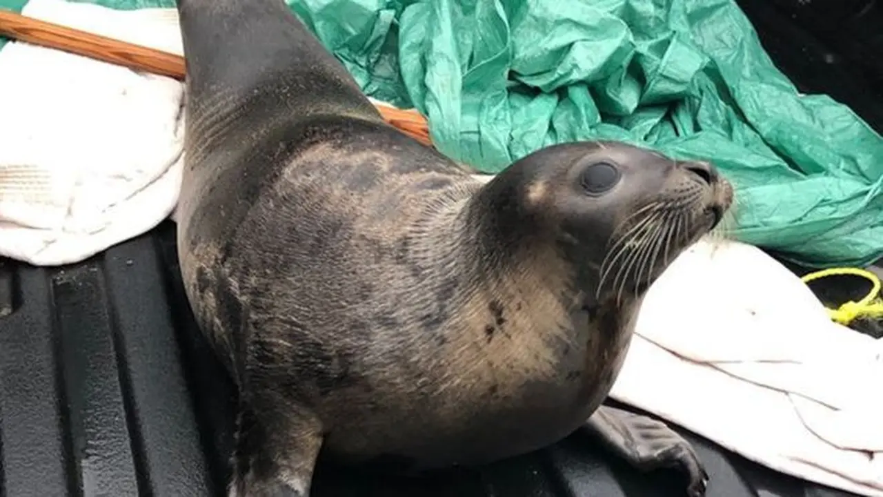 Anjing laut yang terdampar di sebuah kota di Kanada. (Royal Canadian Mounted Police (RCMP)).