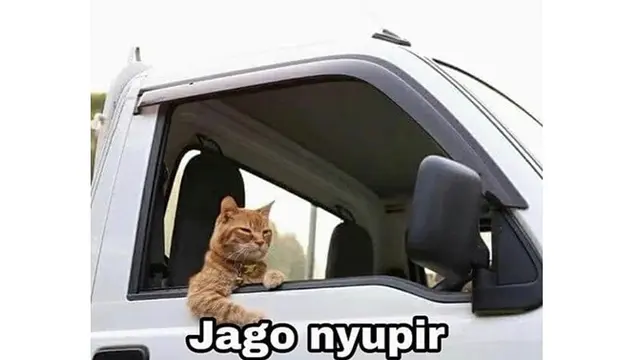 Kucing Oranye (Sumber: Instagram/meme.comik.indonesia)