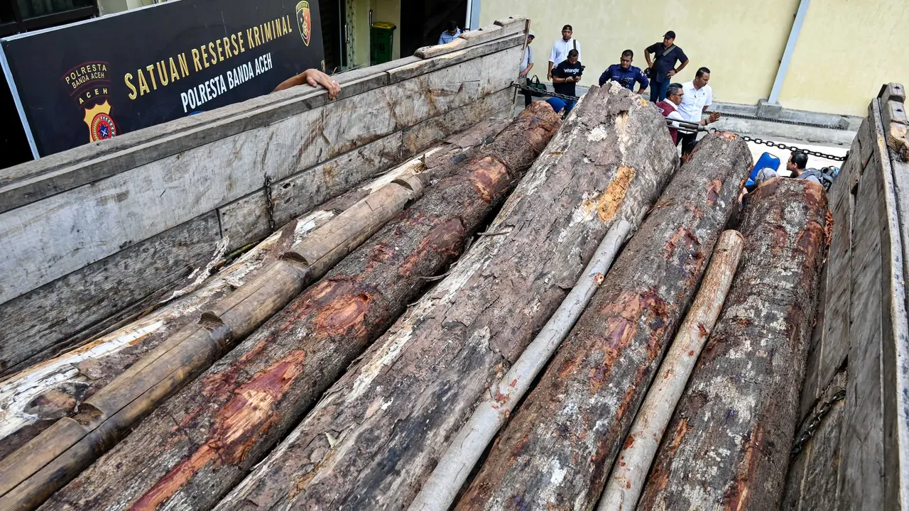 Polresta Banda Aceh Sita 13 Batang Kayu Ilegal Hasil Hutan Lindung