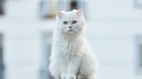The most popular cat breeds for first time owners. (Photo: engin akyurt/Unsplash)