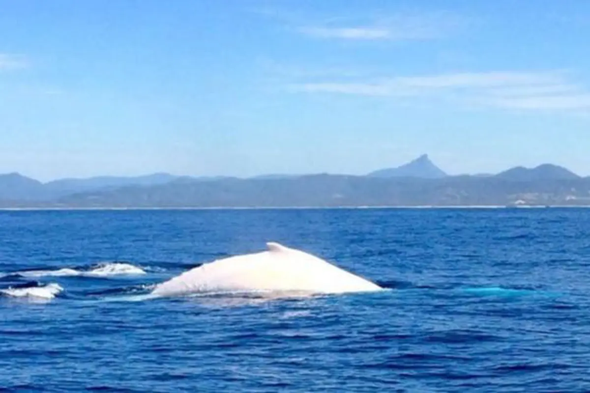 Paus bungkuk putih di perairan Australia. (Alison Reid/BBC)