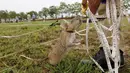Petugas memberikan makan kepada tikus di sela latihan di Siem Reap, Kamboja (13/7/2015). Organisasi asal Belgia, APOPO mendatangkan tikus spesies Gambia dari Tanzania ke Kamboja untuk membersihkan ranjau sisa perang sipil 1970. (REUTERS/Samrang Pring)