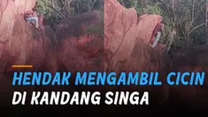 Seorang pria di India nekat mempertaruhkan nyawanya. Saat hendak mengambil cincin berlian yang jatuh di kandang singa.