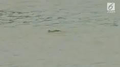 Seekor buaya dengan panjang 4 meter terlihat muncul di Palangkaraya, Kalimantan Tengah. Padahal tempat kemunculan buaya itu tidak dikenal sebagai habitat buaya.