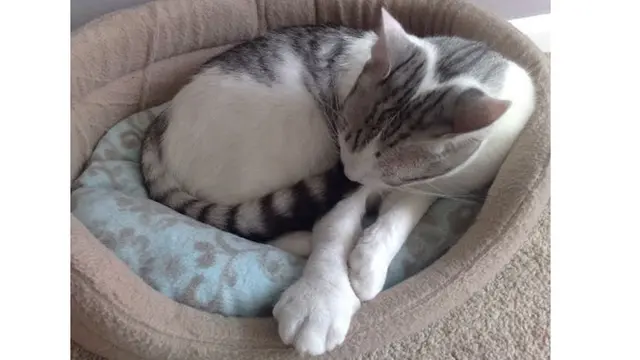 10 Potret Kucing Setelah Disengat Lebah Ini Bikin Kasihan