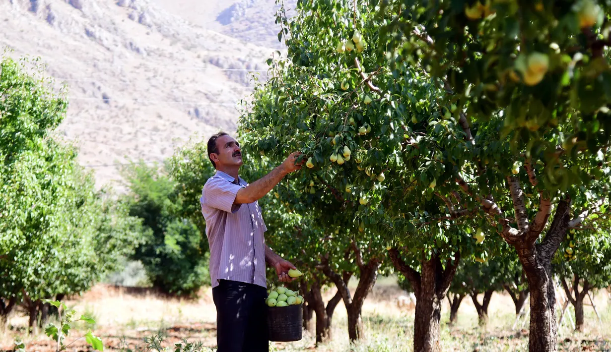 Petani memanen buah pir di Zabadani, pedesaan Damaskus, Suriah, 22 Agustus 2020. Para petani kembali ke lahan pertanian mereka di kota yang dilanda perang itu usai Zabadani berhasil direbut kembali. Tahun ini, para petani menikmati panen pertama setelah bertahun-tahun. (Xinhua/Ammar Safarjalani)