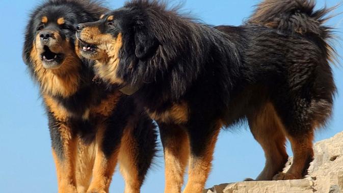 berbadan besar dan memiliki bulu tebal, Tibetan Mastiff jadi anjing termahal (Foto: istimewa)