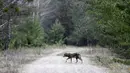 Serigala berjalan di zona eksklusi 30 km/19 mil di sekitar lokasi bencana reaktor nuklir Chernobyl, Belarus, 5 Maret 2016. 30 tahun pasca bencana nuklir paling buruk, sejumlah hewan langka kini banyak terlihat di lokasi itu. (REUTERS/Vasily Fedosenko)