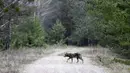 Serigala berjalan di zona eksklusi 30 km/19 mil di sekitar lokasi bencana reaktor nuklir Chernobyl, Belarus, 5 Maret 2016. 30 tahun pasca bencana nuklir paling buruk, sejumlah hewan langka kini banyak terlihat di lokasi itu. (REUTERS/Vasily Fedosenko)
