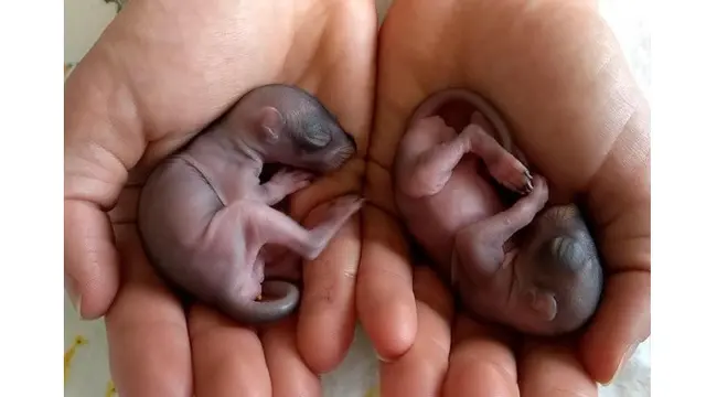 Potret 7 Bayi Hewan Ini Imut Banget, Bikin Gemes