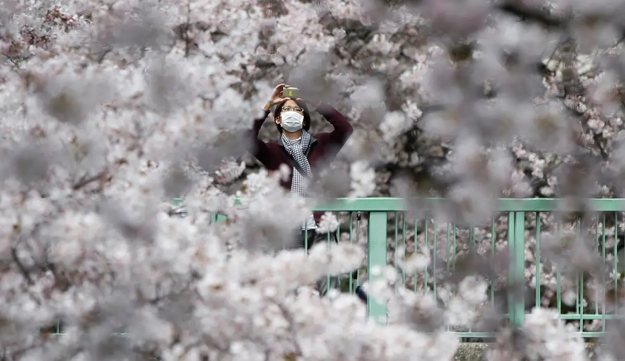 Pengunjung mengambil gambar bunga sakura yang hampir mekar sempurna di Tokyo, Jepang, Jumat (1/4). Wisatawan dunia memusatkan perhatian ke Jepang saat musim semi bulan April setiap tahunnya, karena saat itu bunga sakura bermekaran. (REUTERS/Issei Kato)