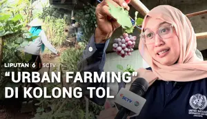 Dari Kumuh Jadi Produktif, Kolong Tol Disulap Menjadi Kebun "Urban Farming"