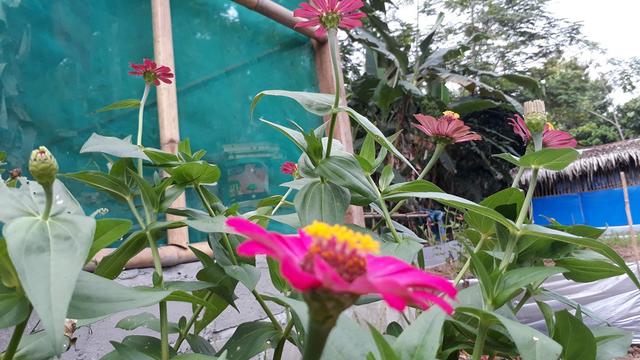 Lebah madu penting sebagai penyerbuk alami. (Foto: Liputan6.com/Muhamad Ridlo)