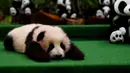 Bayi panda raksasa betina berusia 3 bulan dipamerkan pertama kalinya di Nasional Zoo, Kuala Lumpur, Malaysia, Selasa (17/11). Panda tersebut terlahir dari pasangan panda Liang Liang dan Xing Xing. (AFP PHOTO/Manan Vatsyayana)