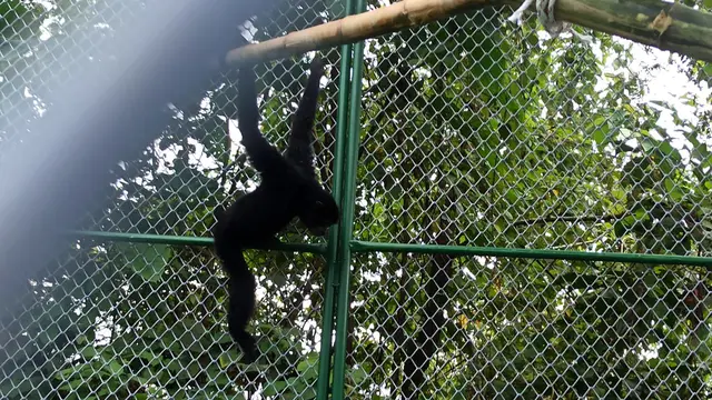 Siamang