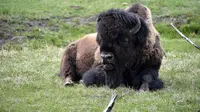 Layanan Taman Nasional AS Cari Relawan untuk Bunuh Bison di Grand Canyon