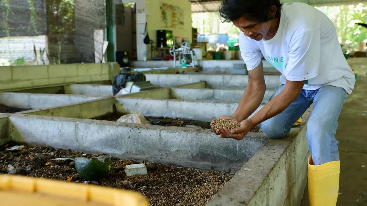 Proses budidaya magot di Desa Siliragung Banyuwangi (Istimewa)
