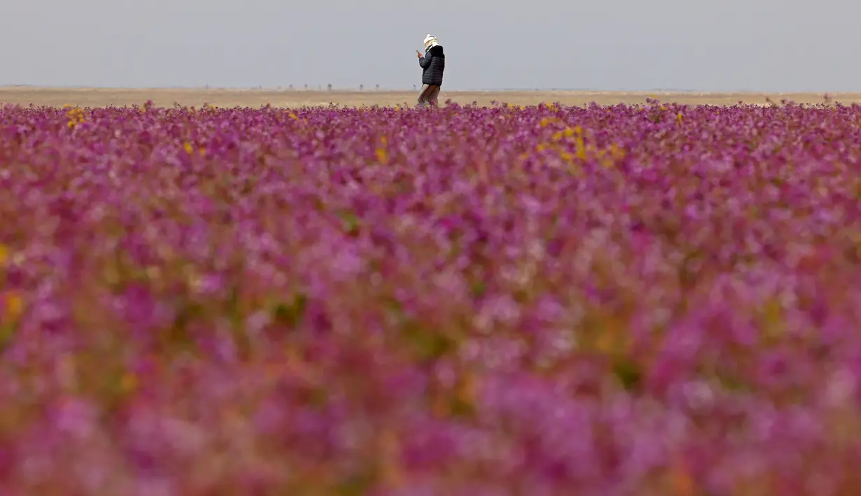<p>Seorang pria berjalan di ladang yang ditumbuhi bunga lavender di kota Rafha, dekat perbatasan dengan Irak, pada 13 Februari 2023. Hujan musim dingin yang lebih lebat dari biasanya telah membuat gurun pasir di bagian utara Arab Saudi berubah jadi padang bunga lavender, menarik wisatawan dari seluruh semenanjung Arab. (Fayez Nureldine / AFP)</p>